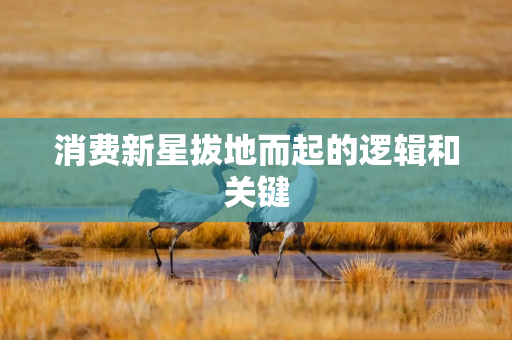 消费新星拔地而起的逻辑和关键