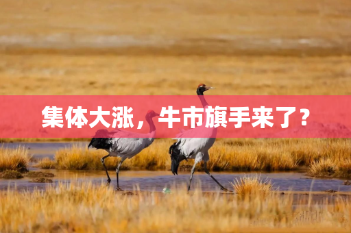 集体大涨，牛市旗手来了？