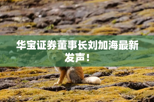华宝证券董事长刘加海最新发声！