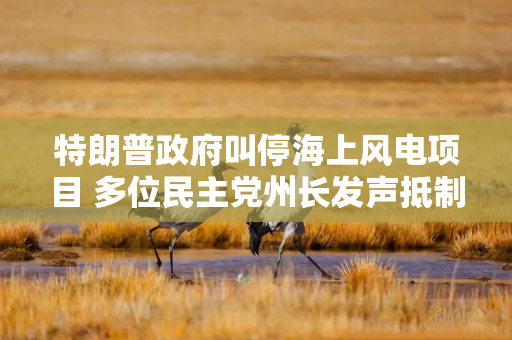 特朗普政府叫停海上风电项目 多位民主党州长发声抵制