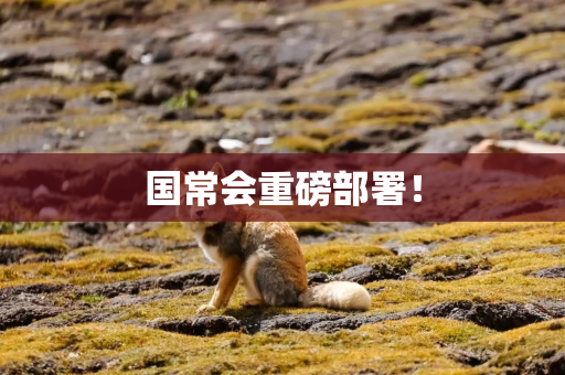 国常会重磅部署！