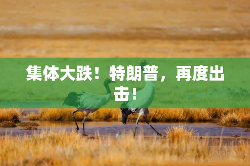 集体大跌!特朗普,再度出击! 集体大跌!特朗普,再度出击!