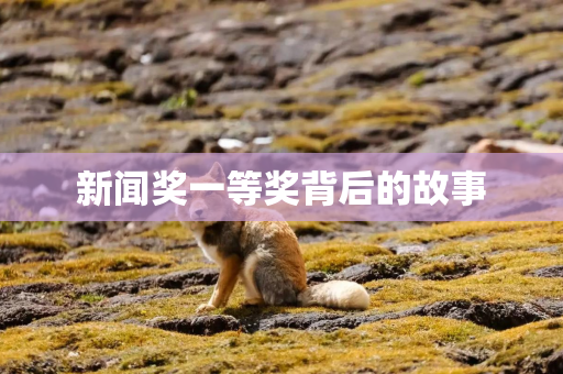 新闻奖一等奖背后的故事 新闻奖一等奖背后的故事