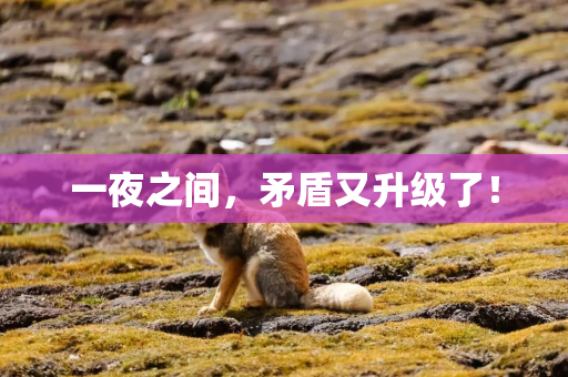 一夜之间，矛盾又升级了！