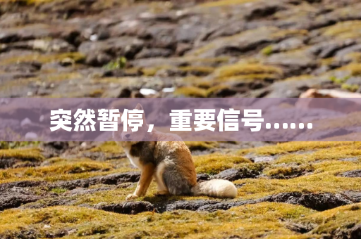 突然暂停,重要信号…… 突然暂停,重要信号……