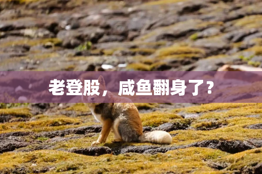 老登股,咸鱼翻身了? 老登股,咸鱼翻身了?