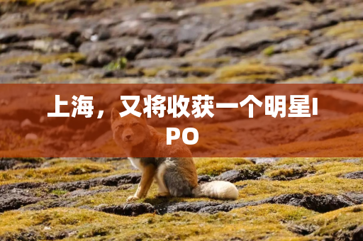 上海，又将收获一个明星IPO