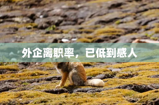 外企离职率,已低到感人 外企离职率,已低到感人