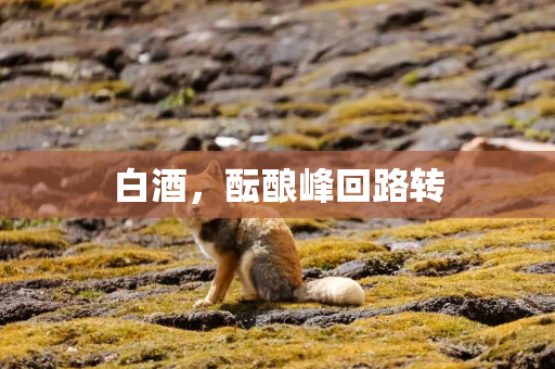 白酒，酝酿峰回路转