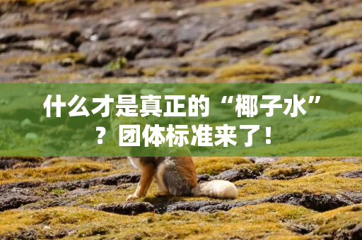 什么才是真正的“椰子水”？团体标准来了！