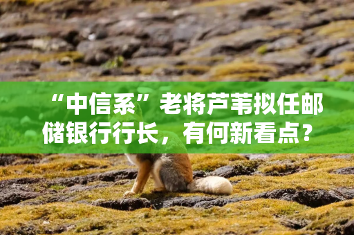 “中信系”老将芦苇拟任邮储银行行长，有何新看点？