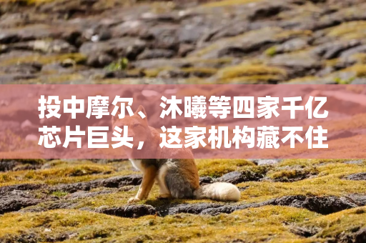 投中摩尔、沐曦等四家千亿芯片巨头，这家机构藏不住了