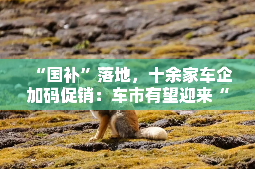 “国补”落地，十余家车企加码促销：车市有望迎来“开门红”