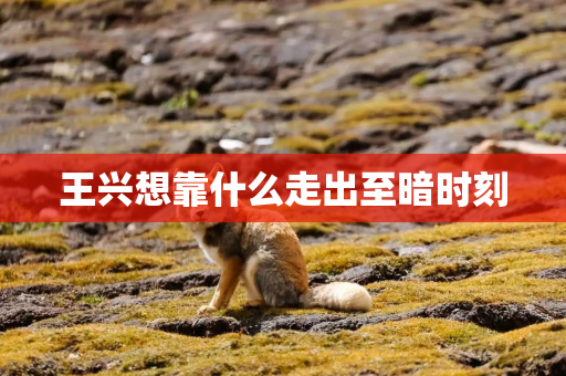 王兴想靠什么走出至暗时刻