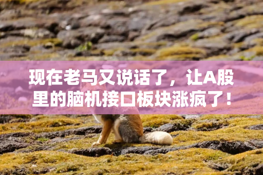 现在老马又说话了，让A股里的脑机接口板块涨疯了！