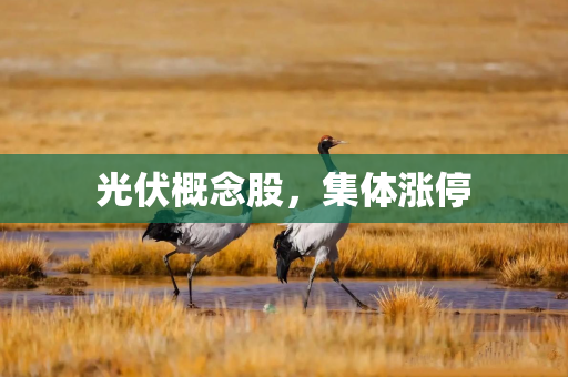 光伏概念股，集体涨停