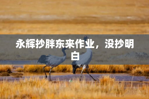 永辉抄胖东来作业，没抄明白