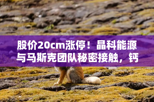 股价20cm涨停！晶科能源与马斯克团队秘密接触，钙钛矿技术是考察重点