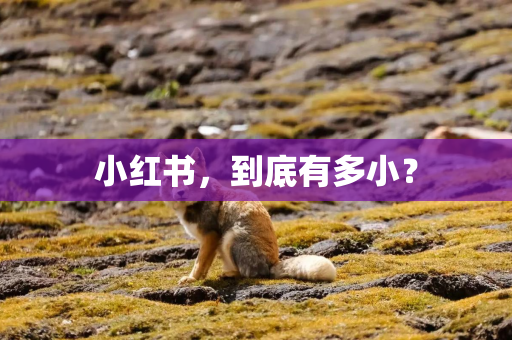 小红书，到底有多小？