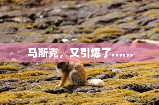 马斯克，又引爆了……