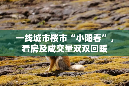 一线城市楼市“小阳春”，看房及成交量双双回暖
