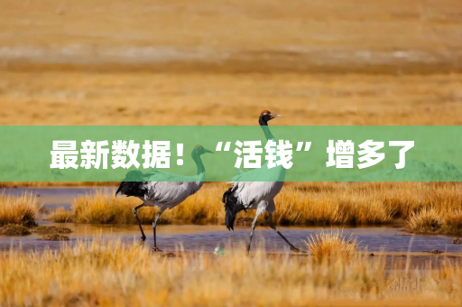 最新数据！“活钱”增多了