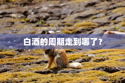 白酒的周期走到哪了？