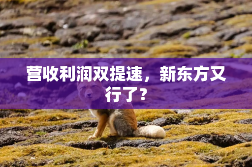 营收利润双提速，新东方又行了？