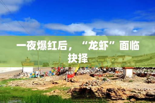 一夜爆红后，“龙虾”面临抉择