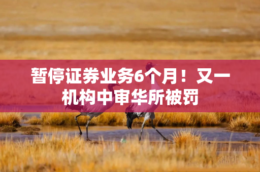 暂停证券业务6个月！又一机构中审华所被罚
