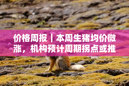 价格周报｜本周生猪均价微涨，机构预计周期拐点或推迟至四季度