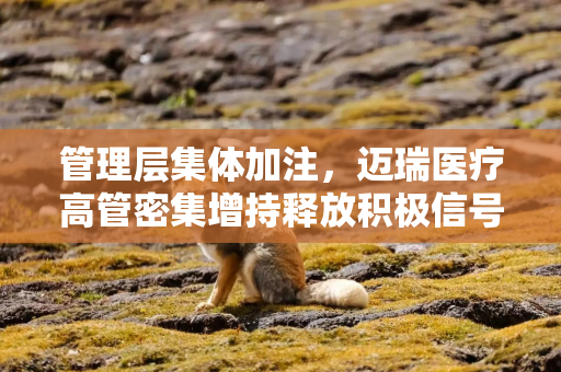 管理层集体加注，迈瑞医疗高管密集增持释放积极信号