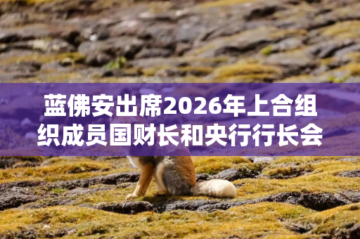 蓝佛安出席2026年上合组织成员国财长和央行行长会议 并举行多场双边会谈