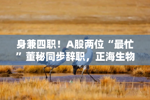 身兼四职！A股两位“最忙”董秘同步辞职，正海生物、正海磁材董秘曾身兼四职