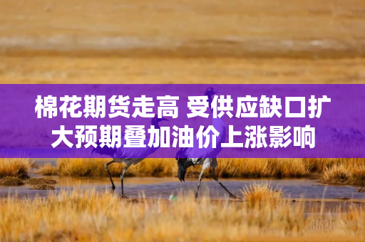 棉花期货走高 受供应缺口扩大预期叠加油价上涨影响