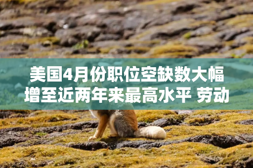 美国4月份职位空缺数大幅增至近两年来最高水平 劳动力市场韧性支撑美联储鹰派预期