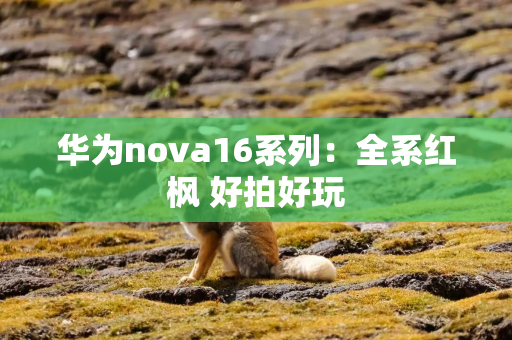 华为nova16系列：全系红枫 好拍好玩