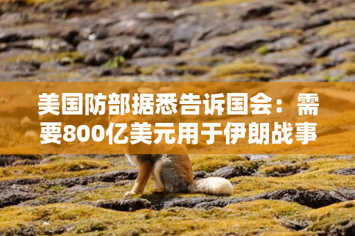 美国防部据悉告诉国会：需要800亿美元用于伊朗战事及其他开支