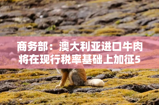 商务部：澳大利亚进口牛肉将在现行税率基础上加征55%关税