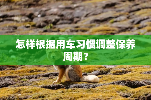 怎样根据用车习惯调整保养周期？