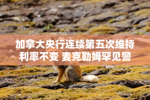 加拿大央行连续第五次维持利率不变 麦克勒姆罕见警告：未来或需连续加息