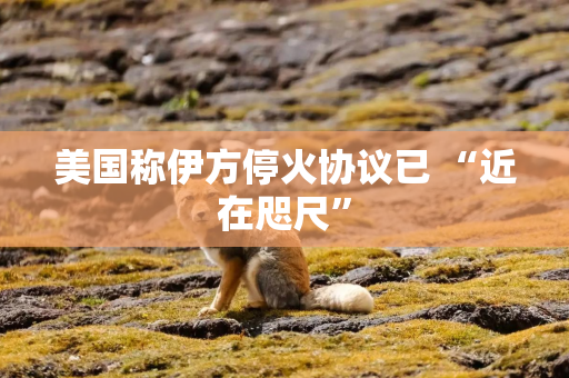 美国称伊方停火协议已 “近在咫尺”