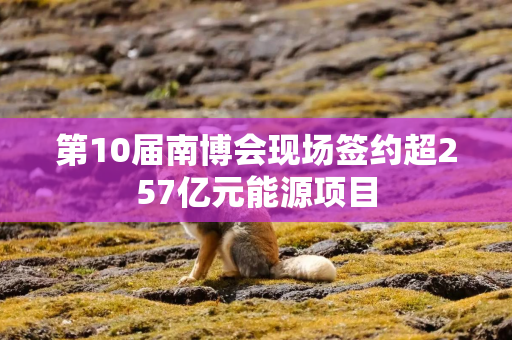 第10届南博会现场签约超257亿元能源项目