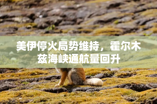 美伊停火局势维持，霍尔木兹海峡通航量回升