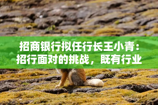招商银行拟任行长王小青：招行面对的挑战，既有行业共性因素也有结构性因素