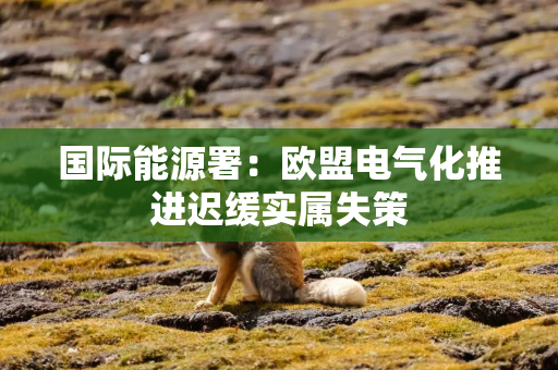 国际能源署：欧盟电气化推进迟缓实属失策
