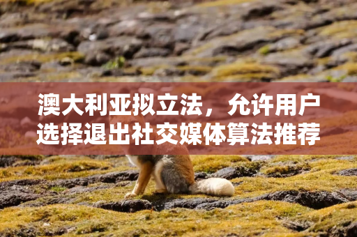 澳大利亚拟立法，允许用户选择退出社交媒体算法推荐