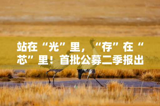 站在“光”里，“存”在“芯”里！首批公募二季报出炉