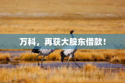 万科，再获大股东借款！