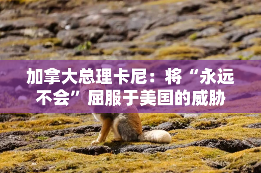 加拿大总理卡尼：将“永远不会”屈服于美国的威胁